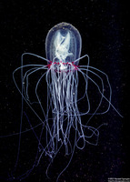 Polyorchis penicillatus (Bell Medusa)