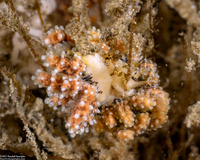 Doto kya (Dark Doto)