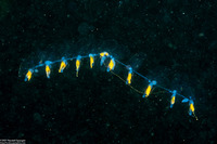 Praya sp.1 (Praya sp.1)