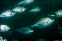 Phanerodon furcatus (White Seaperch)