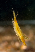 Sunamphitoe humeralis (Kelp Amphipod)