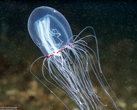 Polyorchis penicillatus (Bell Medusa)