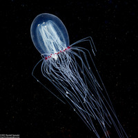 Polyorchis penicillatus (Bell Medusa)