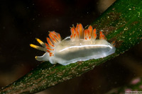 Coryphella trilineata (Three-Lined Aeolid)