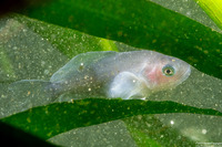 Icichthys lockingtoni (Medusafish)