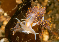 Hermissenda opalescens (Opalescent Nudibranch)