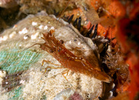 Heptacarpus palpator (Intertidal Coastal Shrimp)