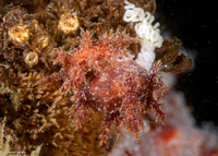 Dendronotus venustus (Branched Dendronotus)