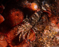 Heptacarpus palpator (Intertidal Coastal Shrimp)