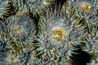 Anthopleura elegantissima (Aggregating Anemone)