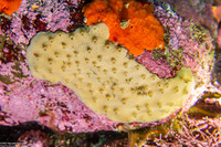 Haliclona enamela (Haliclona Enamela)