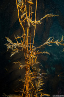 Stephanocystis osmundacea (Chain-Bladder Kelp)