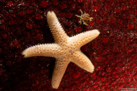 Henricia pumila (Dwarf Mottled Star)