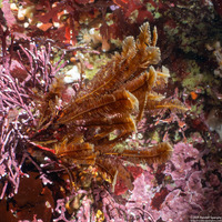 Aglaophenia struthionides (Ostrich-Plume Hydroid)