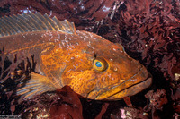 Ophiodon elongatus (Lingcod)