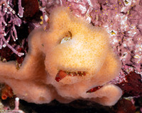 Mytilimeria nuttalli (Sea-Bottle Clam)