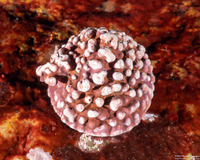 Order Corallinales (Encrusting Coralline Algae)