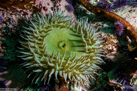 Anthopleura xanthogrammica (Giant Green Anemone)