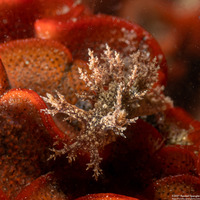 Dendronotus venustus (Branched Dendronotus)