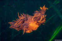 Dendronotus iris (Rainbow Dendronotus)