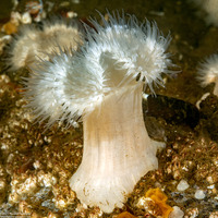 Metridium senile (Plumose Anemone)