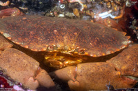 Romaleon antennarium (Pacific Rock Crab)