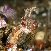 Neoclinus uninotatus (Onespot Fringehead)