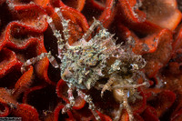 Pugettia richii (Cryptic Kelp Crab)