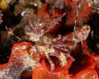 Lebbeus lagunae (Laguna Lebbeid)