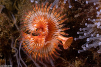 Serpula columbiana (Serpulid Worm)