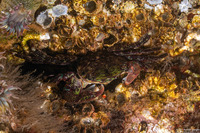 Pachygrapsus crassipes (Lined Shore Crab)