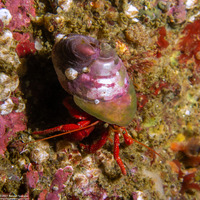 Pagurus hemphilli (Maroon Hermit Crab)