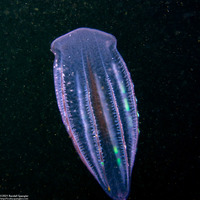 Beroe forskalii (Beroe forskalii)