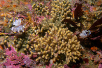 Celleporina sp.1 (Staghorn Bryozoan)