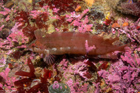 Gibbonsia montereyensis (Crevice Kelpfish)