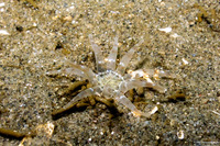 Halcampa decemtentaculata (Burrowing Anemone)