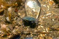 Cancer productus (Red Rock Crab)