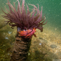 Dendronotus iris (Rainbow Dendronotus)