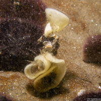 Haminoea vesicula (White Bubble Snail)