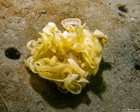 Haminoea vesicula (White Bubble Snail)