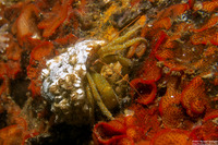 Pagurus granosimanus (Grainyhand Hermit Crab)