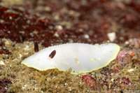 Cadlina flavomaculata (Yellow-Spot Cadlina)
