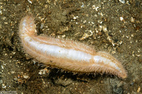 Labidodemas sp.1 (Labidodemas sp.1)