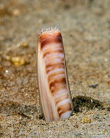 Ensis californicus (California Razor Clam)