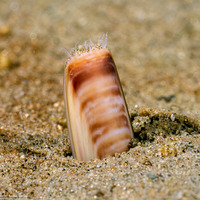 Ensis californicus (California Razor Clam)