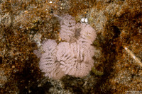 Armina californica (California Armina)