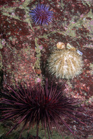 Mesocentrotus franciscanus (Red Sea Urchin)