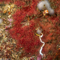 Cliona californiana (Boring Sponge)