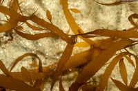 Desmarestia latissima (Desmarestia Latissima)