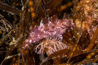 Scorpaenichthys marmoratus (Cabezon)